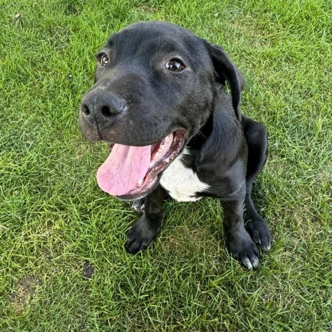 Koda, an adoptable Pit Bull Terrier, Mixed Breed in Sioux Falls, SD, 57106 | Photo Image 4