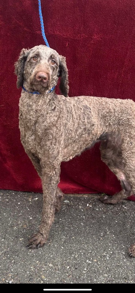 Nevea, an adoptable Poodle in Brookings, OR, 97415 | Photo Image 2