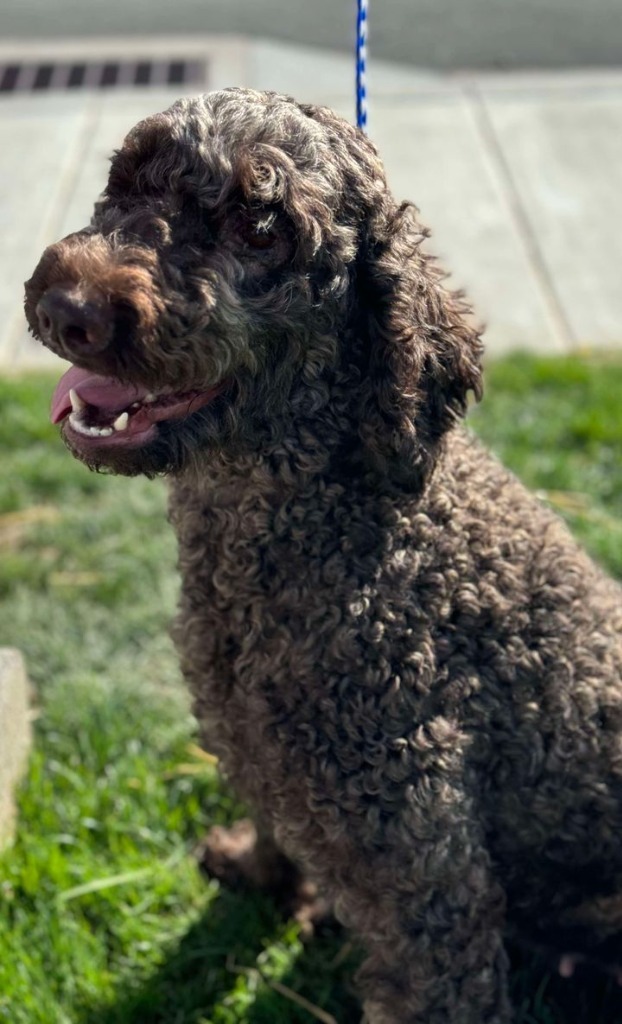 Nevea, an adoptable Poodle in Brookings, OR, 97415 | Photo Image 3