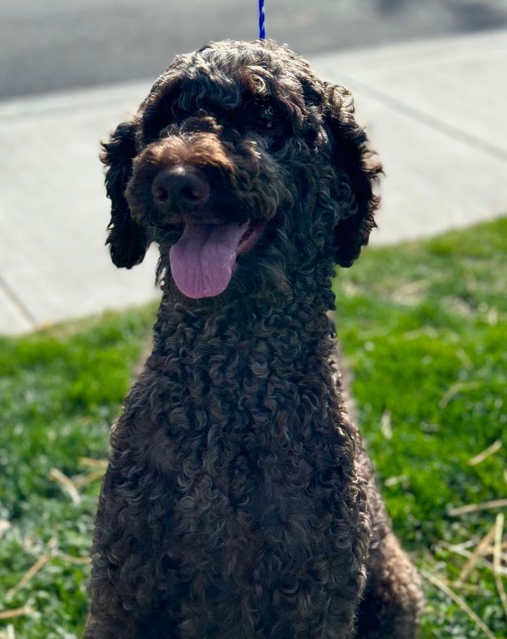 Nevea, an adoptable Poodle in Brookings, OR, 97415 | Photo Image 4