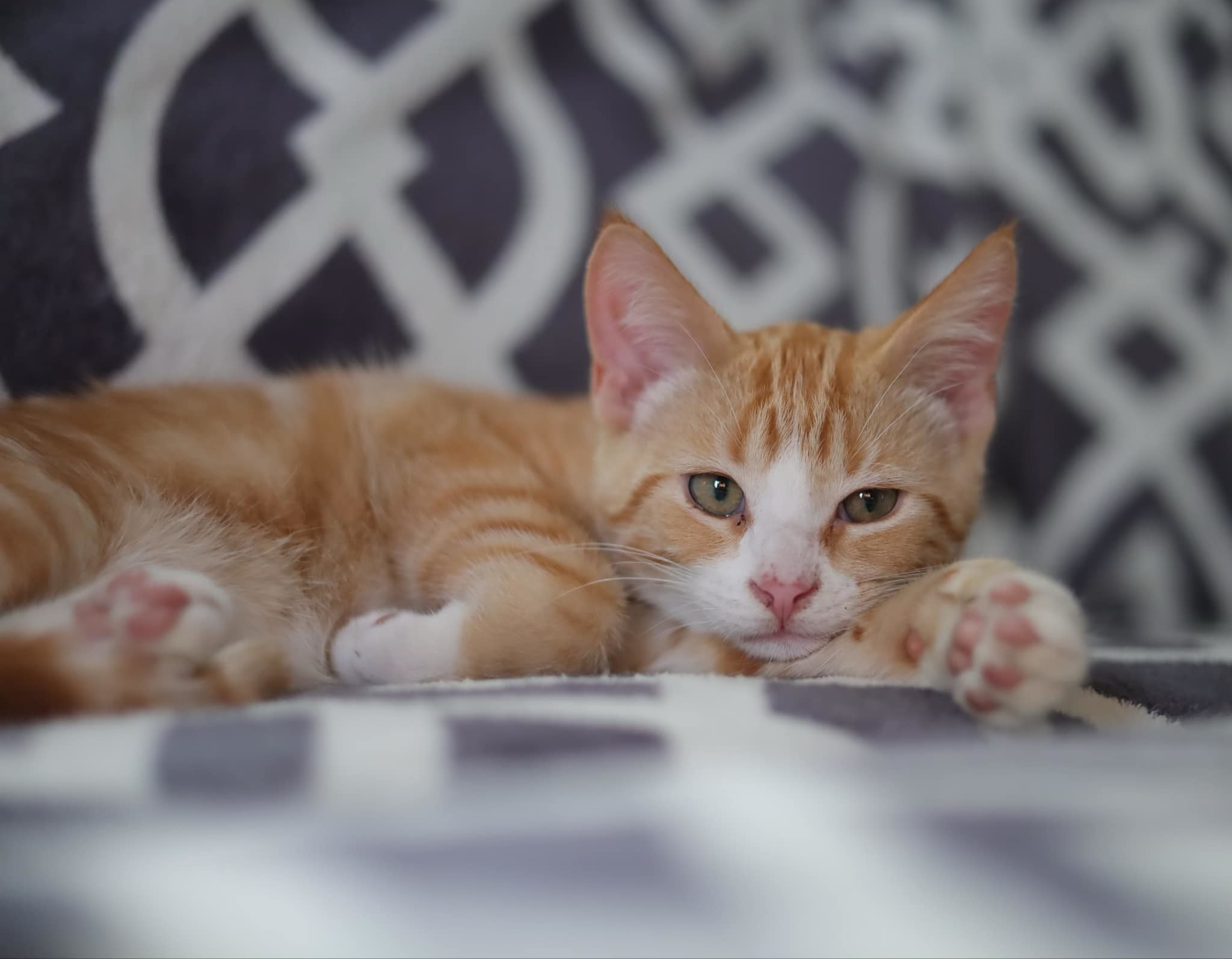 Springer, an adoptable Domestic Short Hair in Steinbach, MB, R5G 2B2 | Photo Image 1