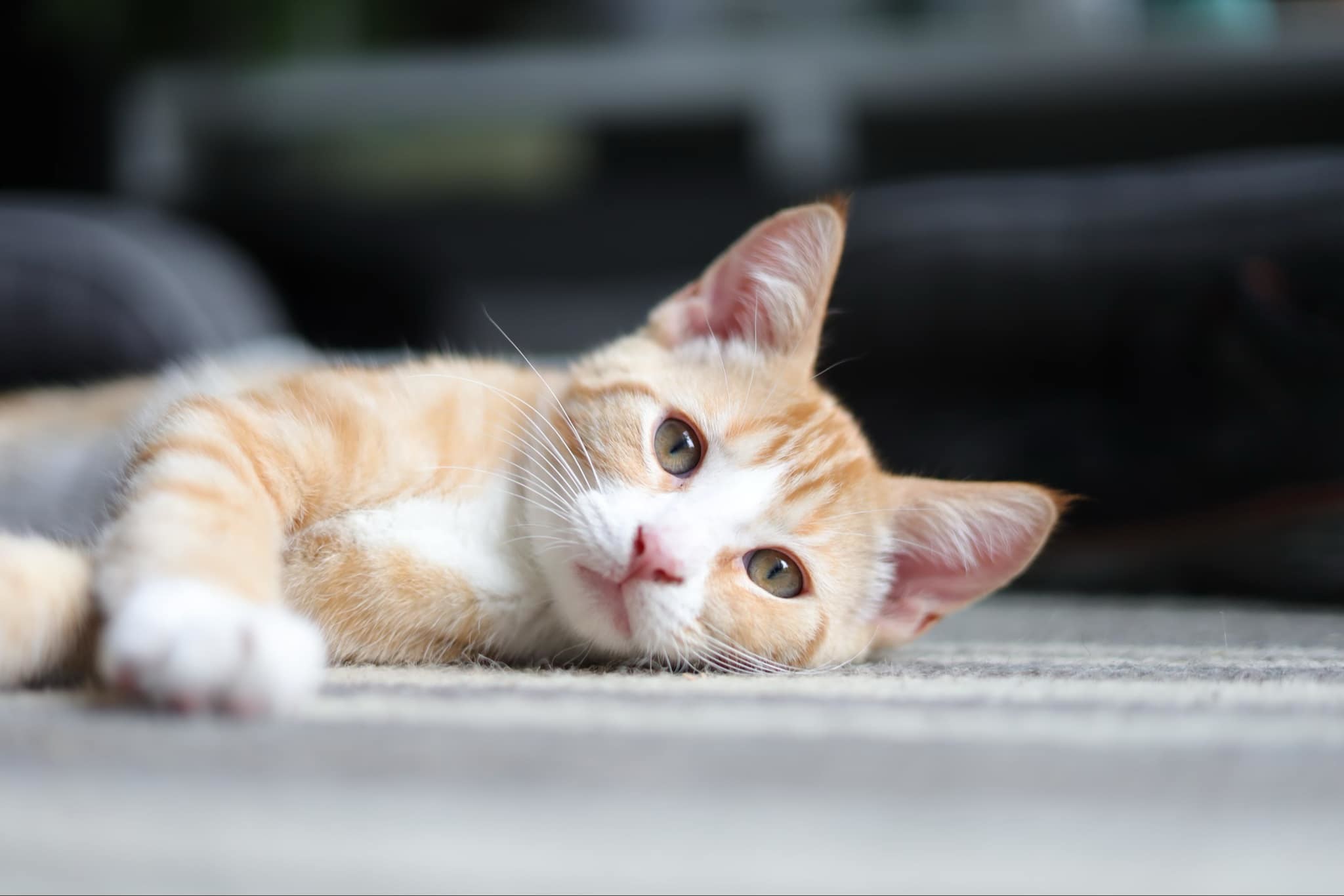 Springer, an adoptable Domestic Short Hair in Steinbach, MB, R5G 2B2 | Photo Image 2