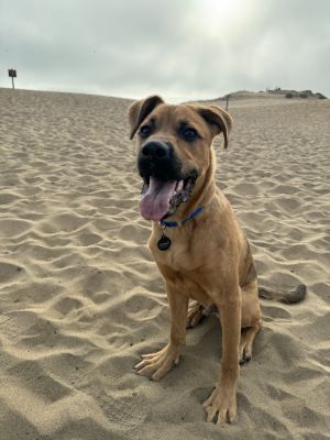 Now being fostered in SOCAL Walnut CA for a limited time Meet Buster the lovable LabradorShephe