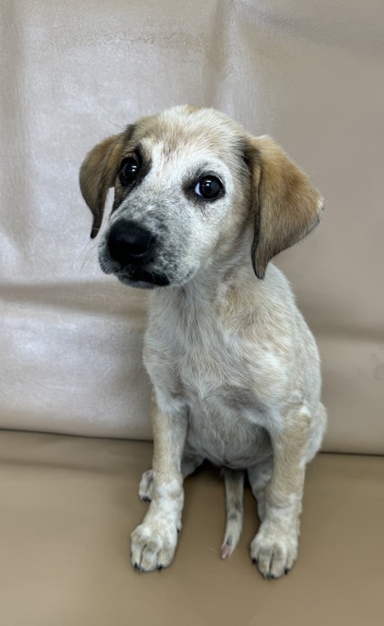 Bailey, an adoptable Chinook, Mixed Breed in Morton Grove, IL, 60053 | Photo Image 1