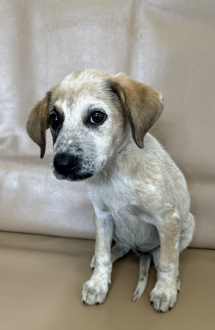 Bailey, an adoptable Chinook, Mixed Breed in Morton Grove, IL, 60053 | Photo Image 2