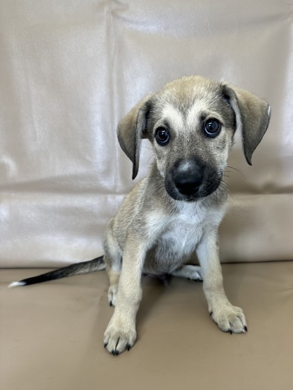 Braxton, an adoptable Chinook, Mixed Breed in Morton Grove, IL, 60053 | Photo Image 1