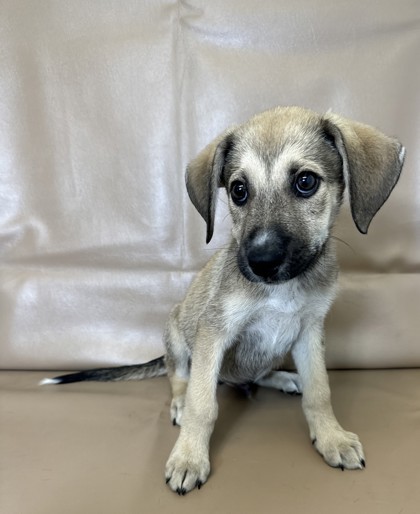 Braxton, an adoptable Chinook, Mixed Breed in Morton Grove, IL, 60053 | Photo Image 2