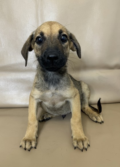 Brody, an adoptable Chinook, Mixed Breed in Morton Grove, IL, 60053 | Photo Image 1