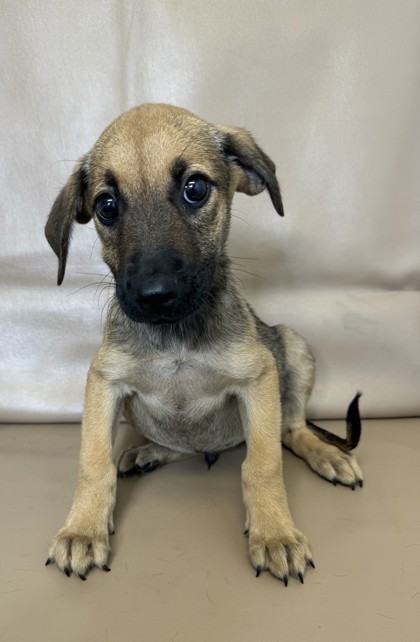 Brody, an adoptable Chinook, Mixed Breed in Morton Grove, IL, 60053 | Photo Image 2