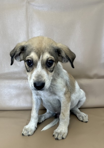 Blake, an adoptable Chinook, Mixed Breed in Morton Grove, IL, 60053 | Photo Image 1