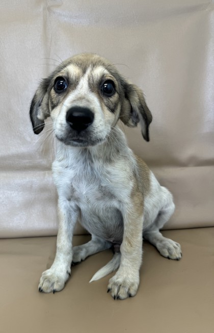 Blake, an adoptable Chinook, Mixed Breed in Morton Grove, IL, 60053 | Photo Image 2