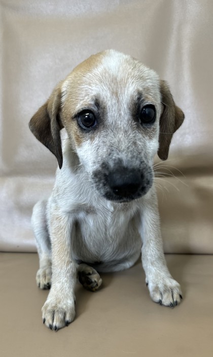 Biles, an adoptable Chinook, Mixed Breed in Morton Grove, IL, 60053 | Photo Image 1