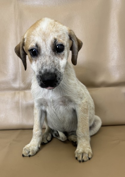 Biles, an adoptable Chinook, Mixed Breed in Morton Grove, IL, 60053 | Photo Image 2