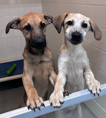 Biles, an adoptable Chinook, Mixed Breed in Morton Grove, IL, 60053 | Photo Image 3