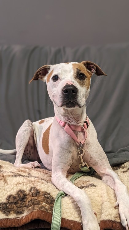 Max, an adoptable Mixed Breed in Montreal, QC, H4P 1X4 | Photo Image 1