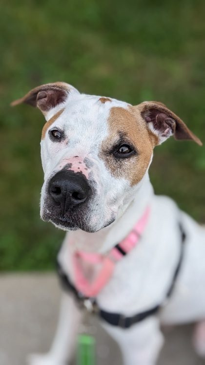 Max, an adoptable Mixed Breed in Montreal, QC, H4P 1X4 | Photo Image 2