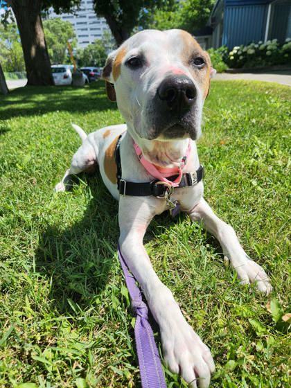 Max, an adoptable Mixed Breed in Montreal, QC, H4P 1X4 | Photo Image 3