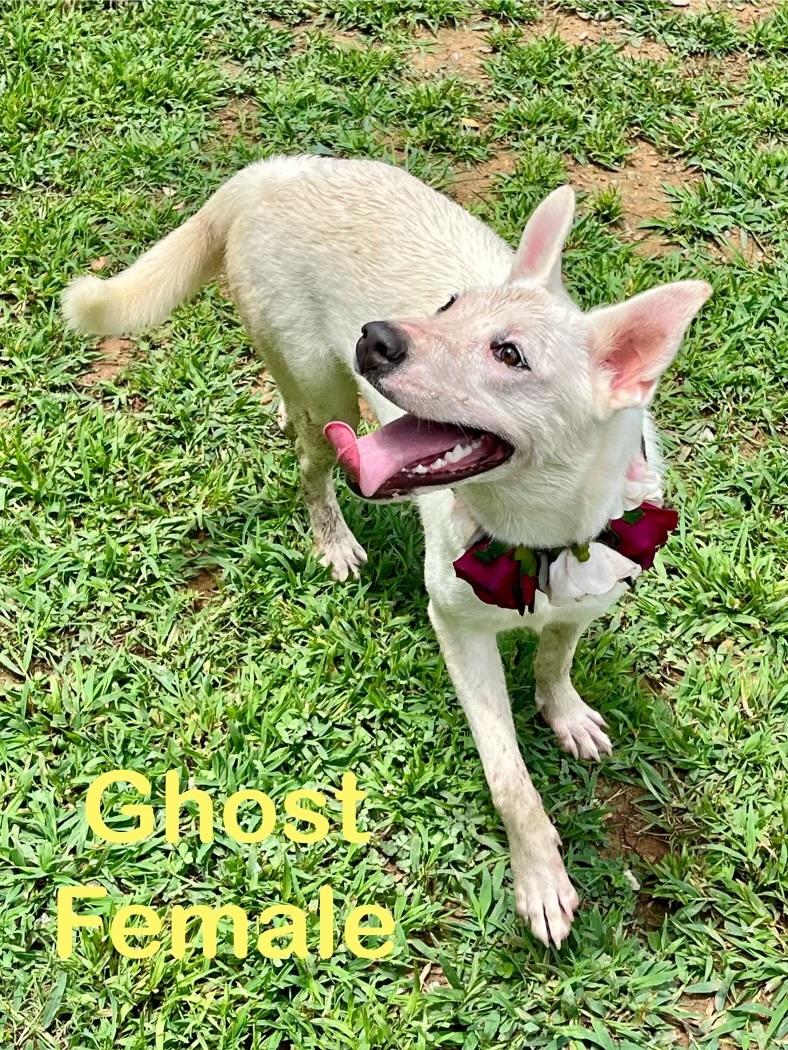 Ghost