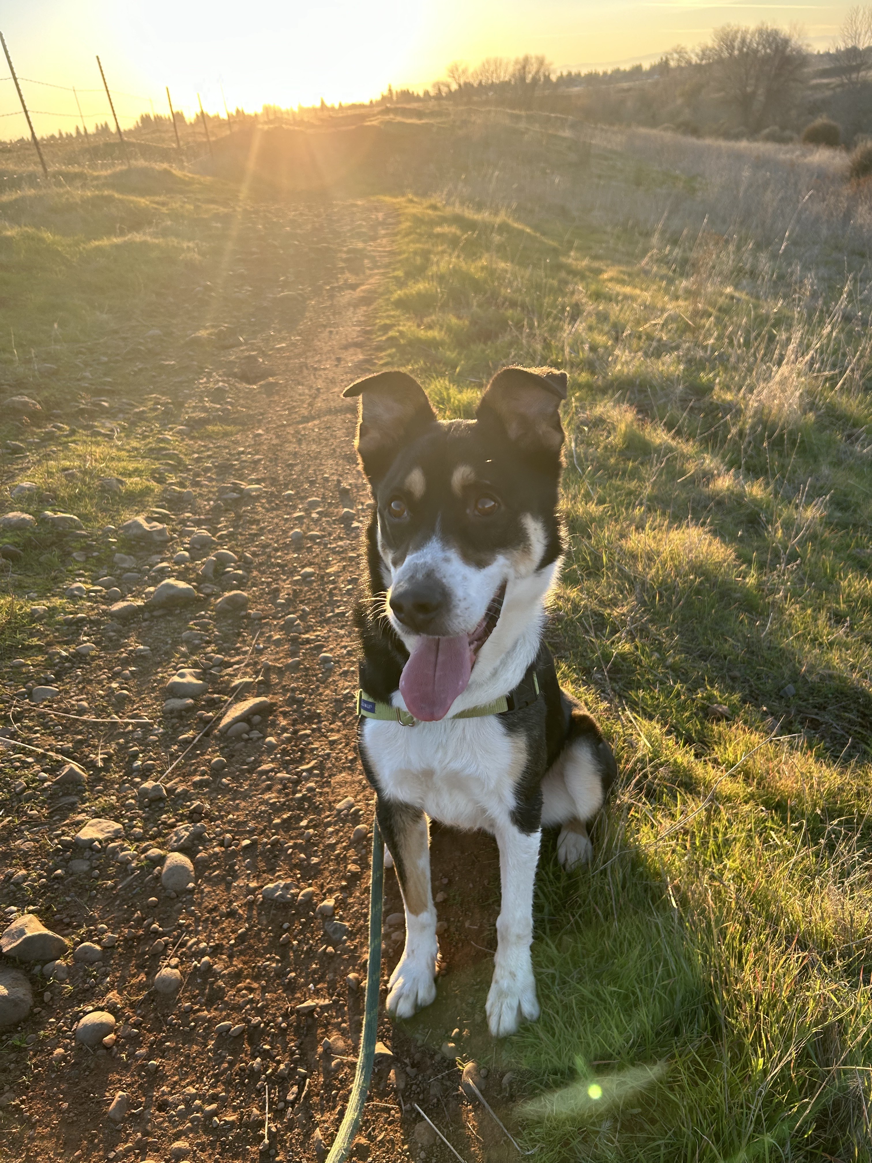 Otto- Adoption fee fully sponsored by the Draper Family, an adoptable Australian Cattle Dog / Blue Heeler, Border Collie in Chico, CA, 95928 | Photo Image 1