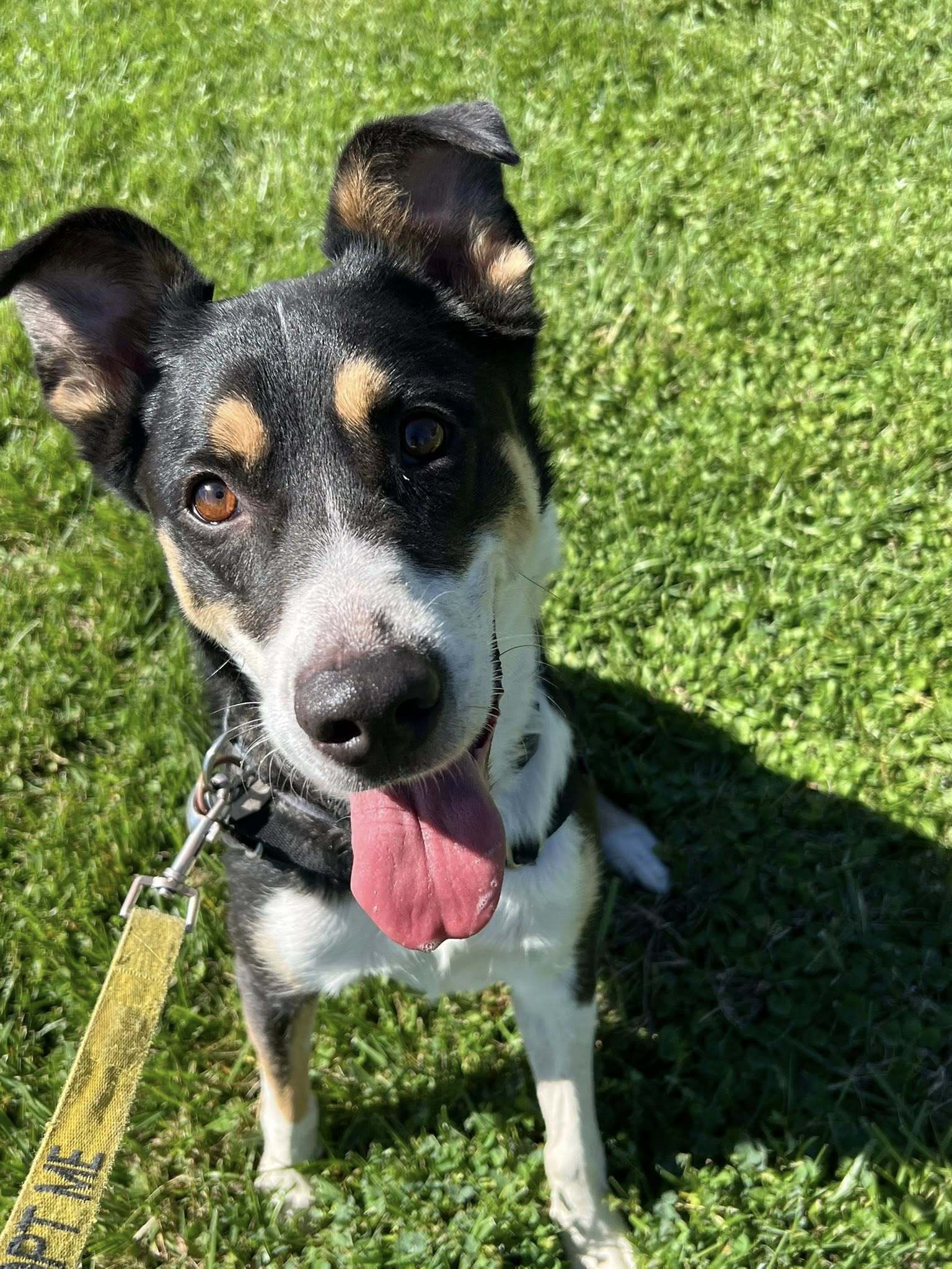 Otto - Adoption fee fully sponsored by Renate Hogan, an adoptable Australian Cattle Dog / Blue Heeler, Border Collie in Chico, CA, 95928 | Photo Image 2