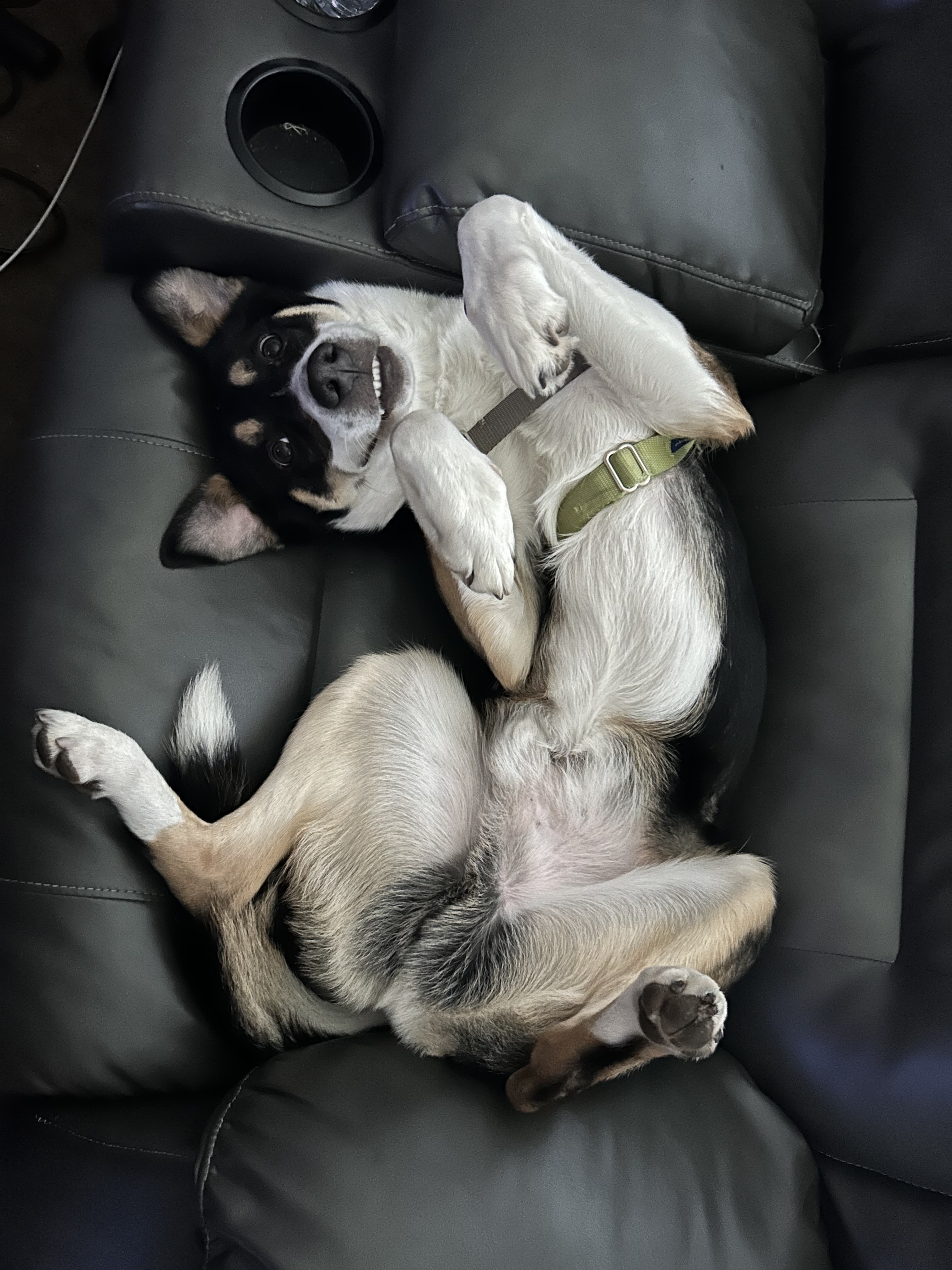 Otto - Adoption fee fully sponsored by Renate Hogan, an adoptable Australian Cattle Dog / Blue Heeler, Border Collie in Chico, CA, 95928 | Photo Image 4