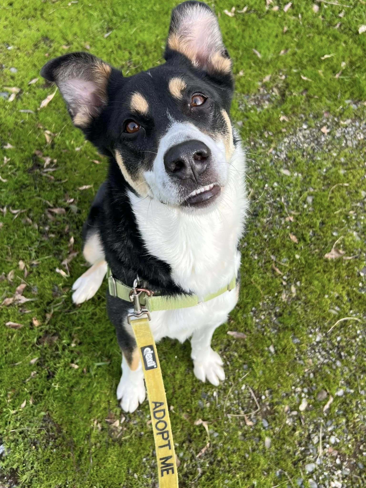 Otto- Adoption fee fully sponsored by the Draper Family, an adoptable Australian Cattle Dog / Blue Heeler, Border Collie in Chico, CA, 95928 | Photo Image 5