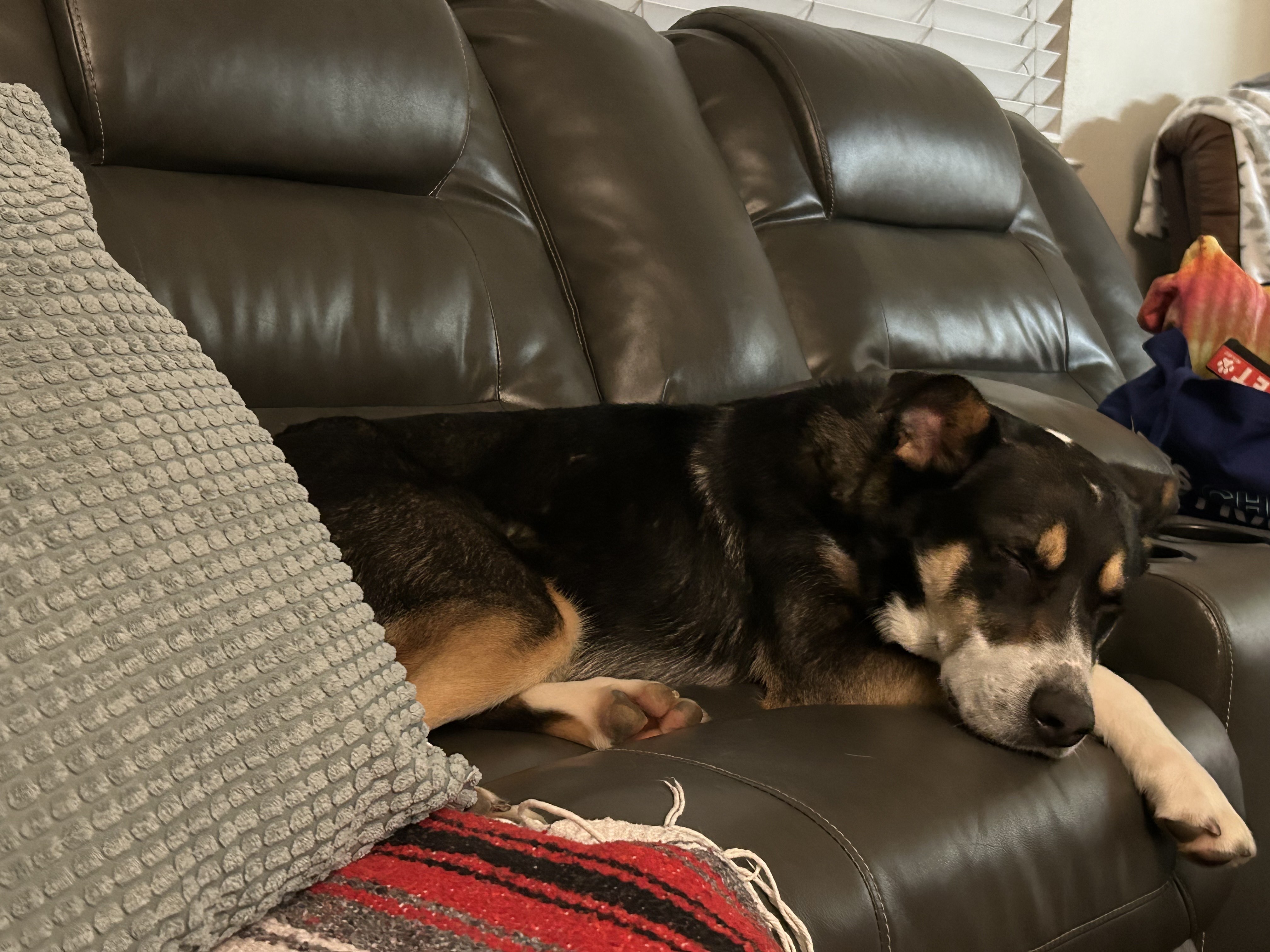 Otto, an adoptable Australian Cattle Dog / Blue Heeler, Border Collie in Chico, CA, 95928 | Photo Image 5