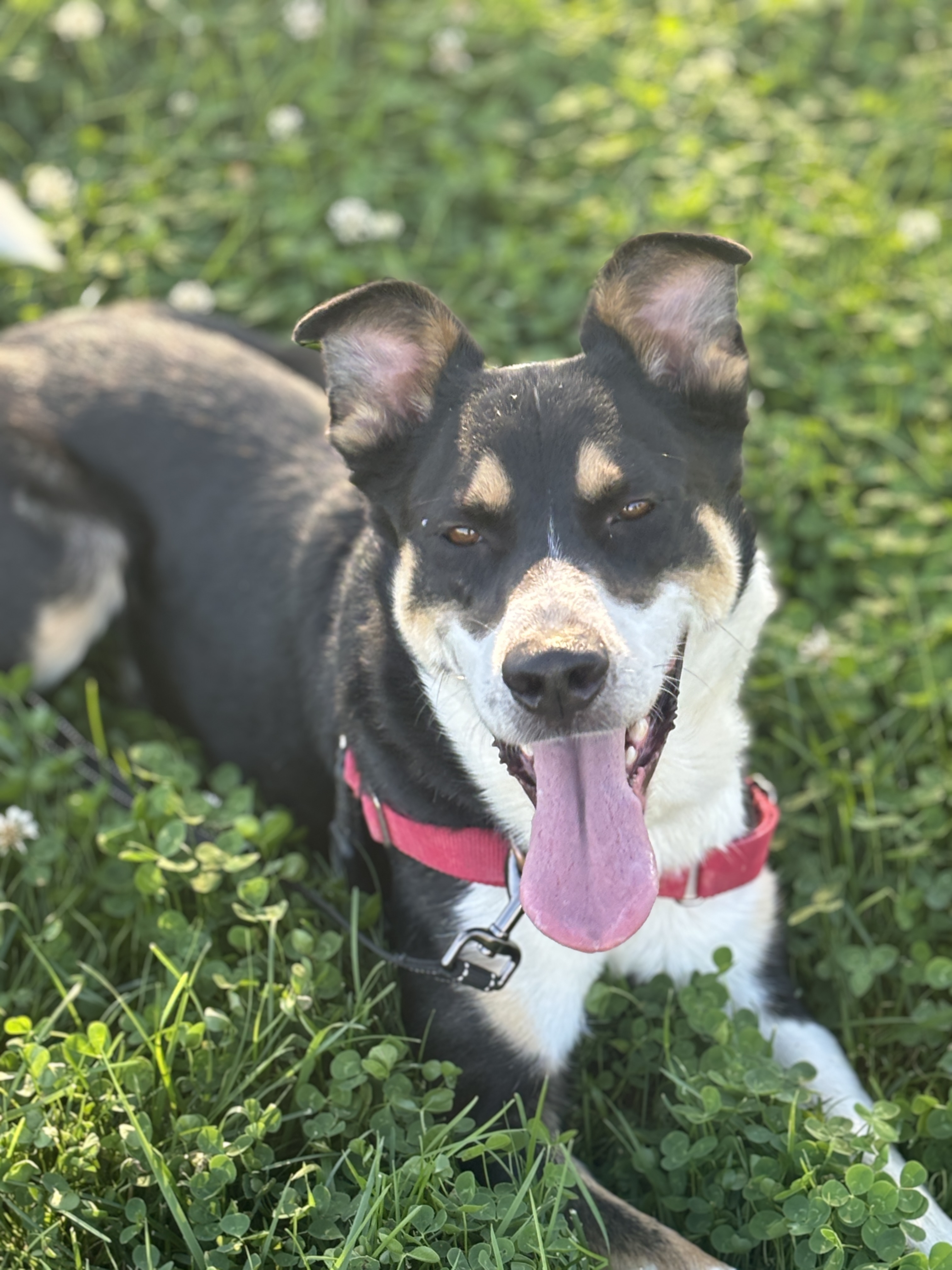 Otto - Adoption fee fully sponsored by Renate Hogan, an adoptable Australian Cattle Dog / Blue Heeler, Border Collie in Chico, CA, 95928 | Photo Image 6