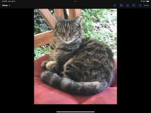 zz - Luna, Adult Female Domestic Short Hair