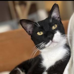 Domino Qatar, Adult Male Domestic Short Hair