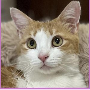 Mini Qatar, Adult Female Domestic Medium Hair