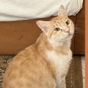 Sunny Qatar, Adult Male Domestic Short Hair