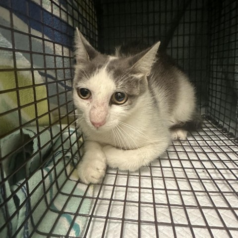 Lucy, an adoptable Domestic Short Hair in Midland, TX, 79703 | Photo Image 1