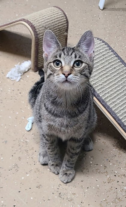 6300 (Flint), an adoptable Domestic Short Hair in Lake City, MI, 49651 | Photo Image 1