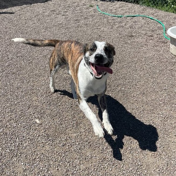 Diablo, an adoptable Mixed Breed in Great Falls, MT, 59405 | Photo Image 1