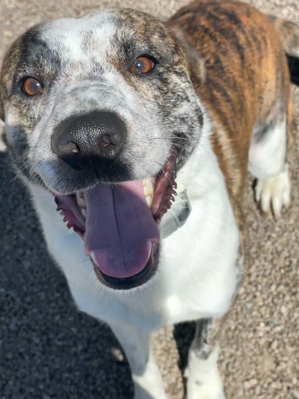 Diablo, an adoptable Mixed Breed in Great Falls, MT, 59405 | Photo Image 2