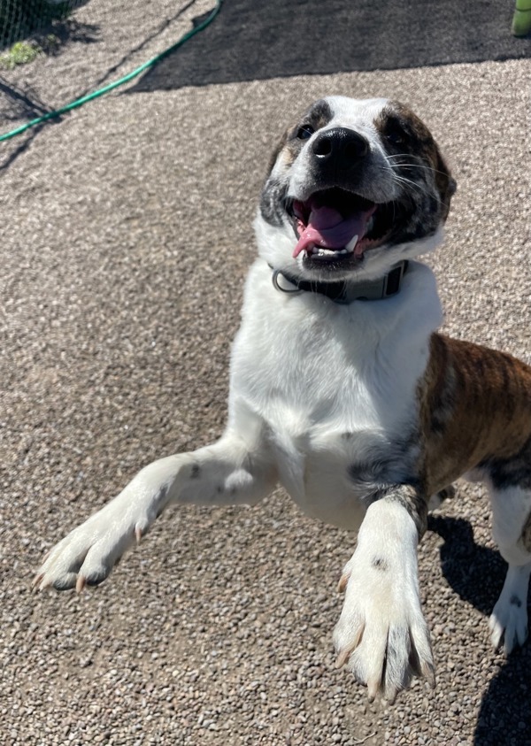 Diablo, an adoptable Mixed Breed in Great Falls, MT, 59405 | Photo Image 3