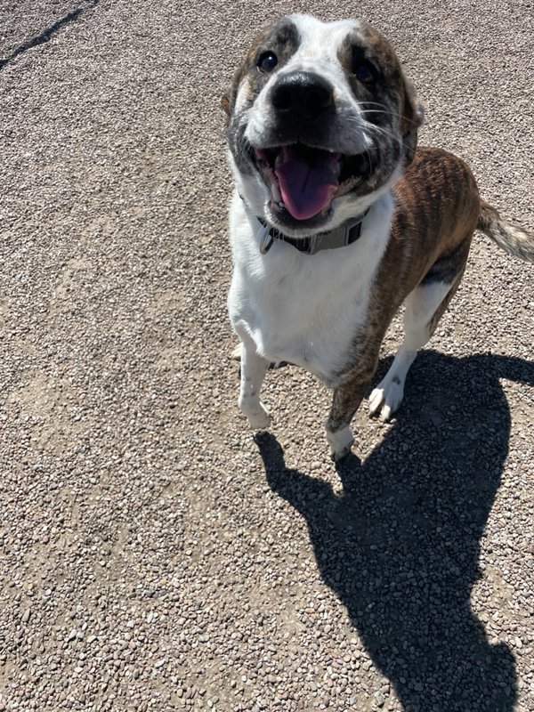 Diablo, an adoptable Mixed Breed in Great Falls, MT, 59405 | Photo Image 4