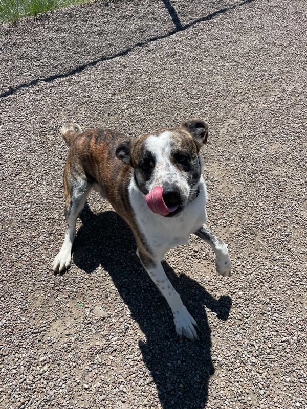 Diablo, an adoptable Mixed Breed in Great Falls, MT, 59405 | Photo Image 5