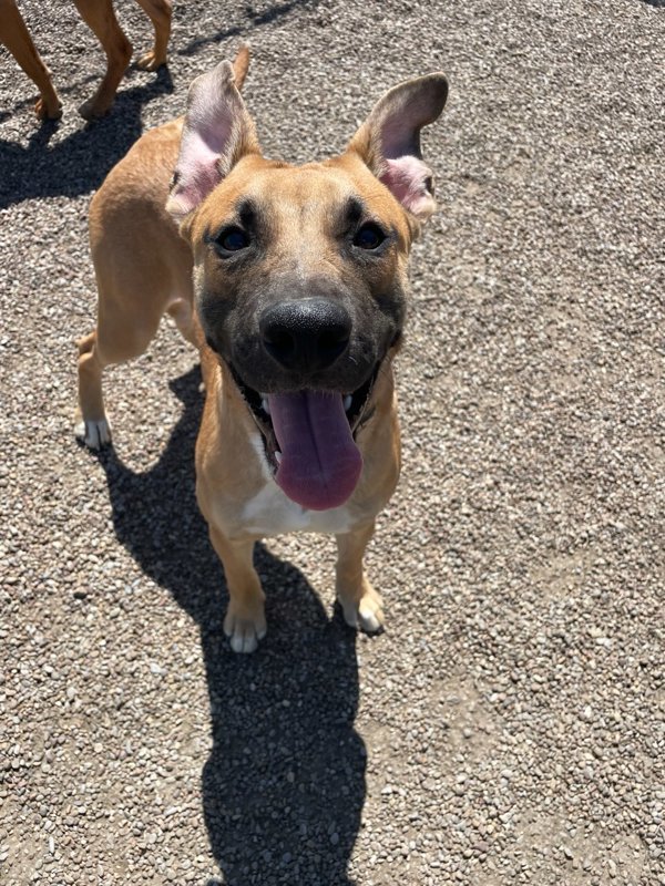 Roman, an adoptable Mixed Breed in Great Falls, MT, 59405 | Photo Image 2