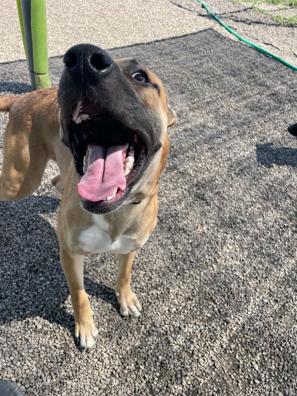 Roman, an adoptable Mixed Breed in Great Falls, MT, 59405 | Photo Image 3