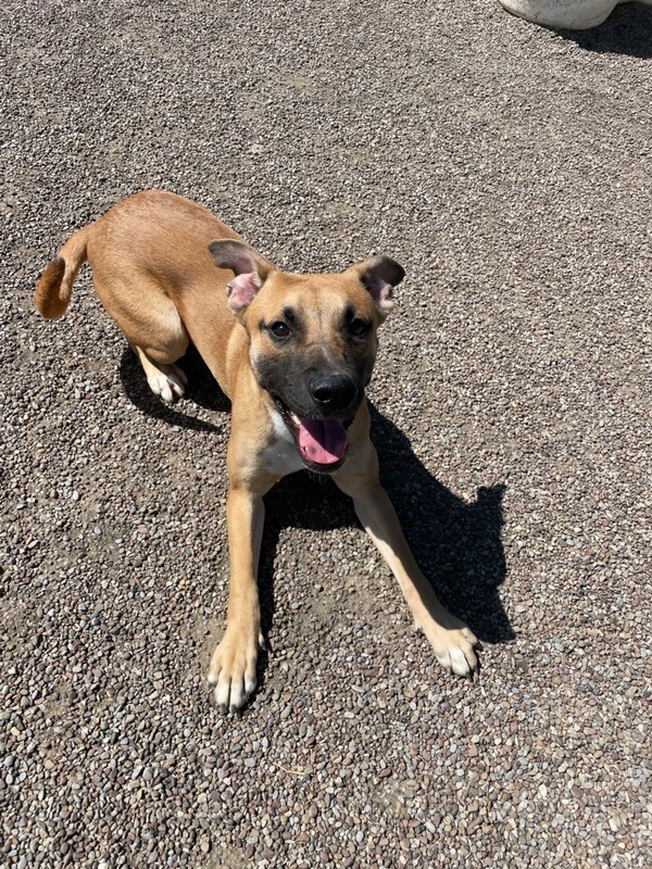 Roman, an adoptable Mixed Breed in Great Falls, MT, 59405 | Photo Image 4