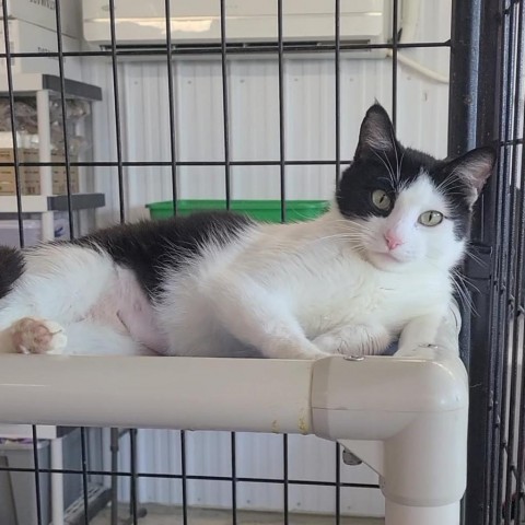 Buttons, an adoptable Domestic Short Hair in Spanish Fork, UT, 84660 | Photo Image 3