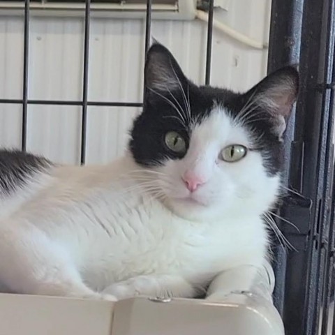 Buttons, an adoptable Domestic Short Hair in Spanish Fork, UT, 84660 | Photo Image 5