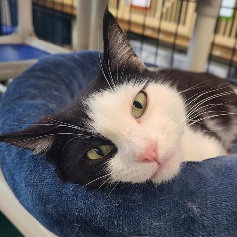 Buttons, an adoptable Domestic Short Hair in Spanish Fork, UT, 84660 | Photo Image 6