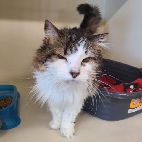 Cinder, an adoptable Domestic Long Hair in Spanish Fork, UT, 84660 | Photo Image 1