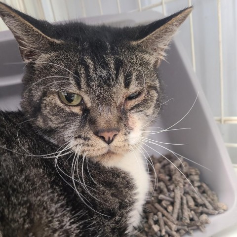 Murphy, an adoptable Domestic Short Hair in Spanish Fork, UT, 84660 | Photo Image 1