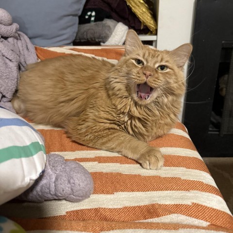 Thomas, an adoptable Domestic Medium Hair in Spanish Fork, UT, 84660 | Photo Image 1