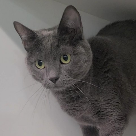 April, an adoptable Domestic Short Hair in Spanish Fork, UT, 84660 | Photo Image 1