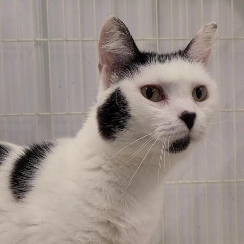 Mai, an adoptable Domestic Short Hair in Spanish Fork, UT, 84660 | Photo Image 1